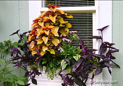 phwindowbox_1_phixr.jpg