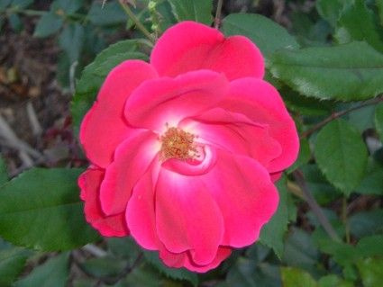 ko-rose1-copy-e1398264736585.jpg