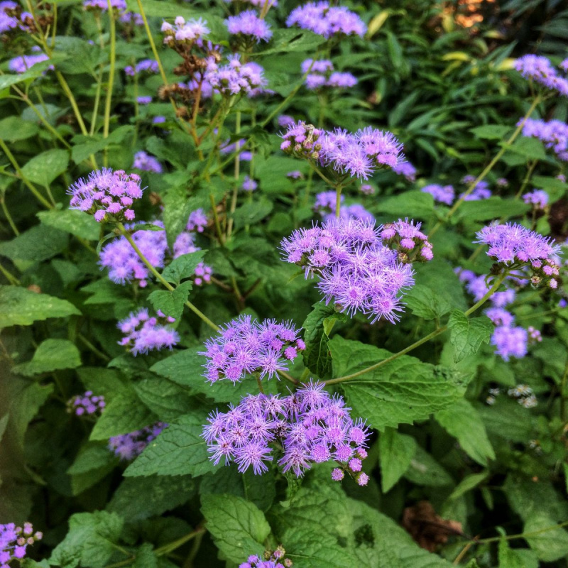 Wild Ageratum blomstrer