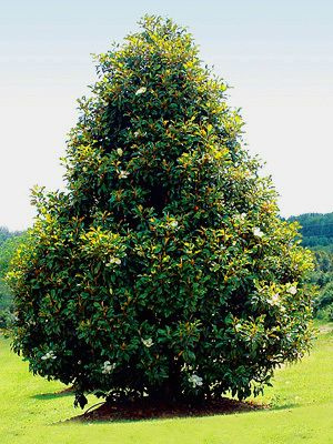 bracken_brown_beauty_magnolia_mature_phixr.jpg