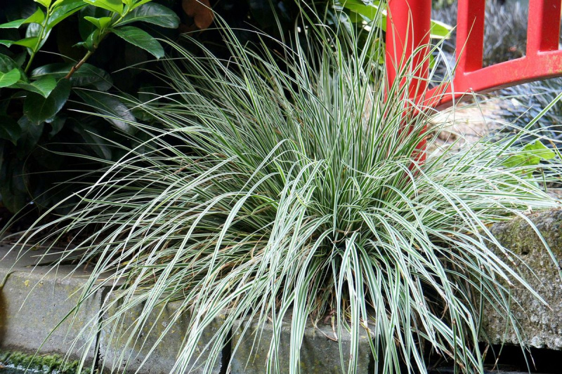 carex_everest_1800x1200.jpg