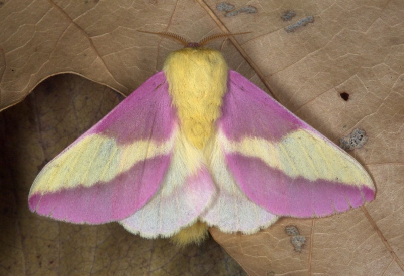 Rosy Maple Moth