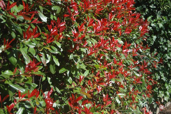 highergroundgardens-com-e1469559663370.jpg