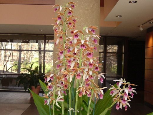 nunnud_orchid11.jpg