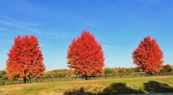 surgar-maple-e1445783349729.jpg